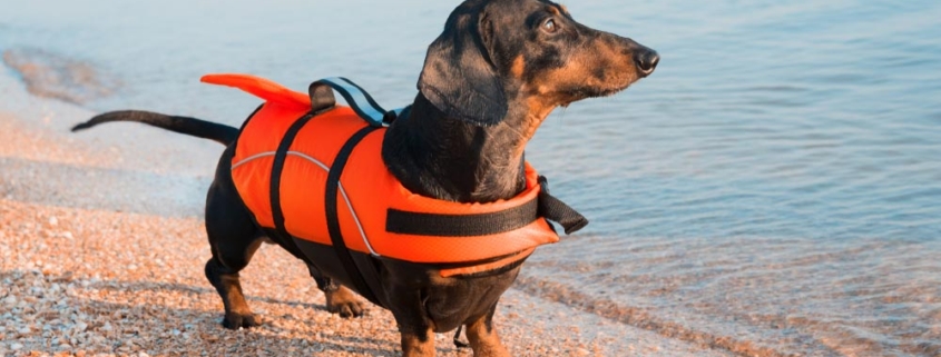 Dachshund,Breed,Dog,,Black,And,Tan,,Wearing,Orange,Life,Jacket
